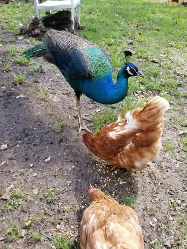 Akbar The Peacock With His Fowl Friends