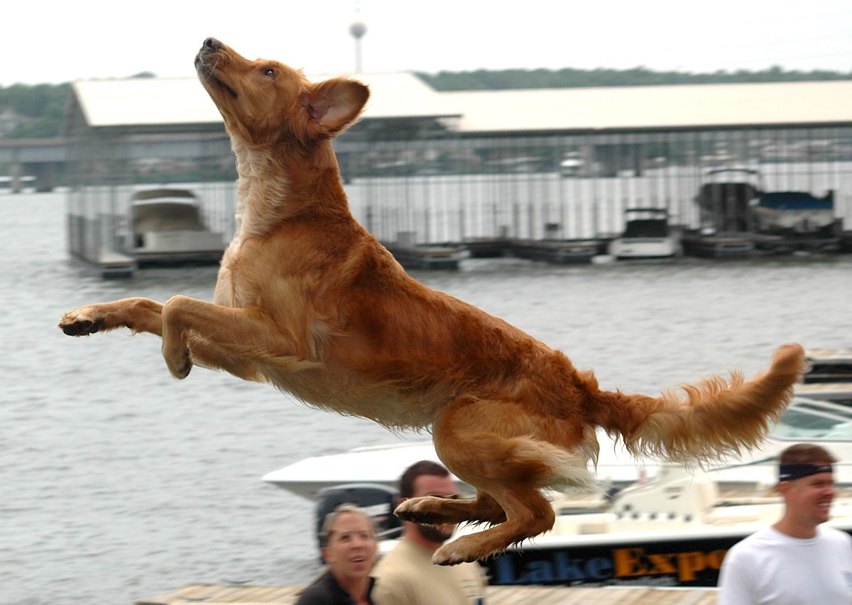 Ozark dog outlet bowl