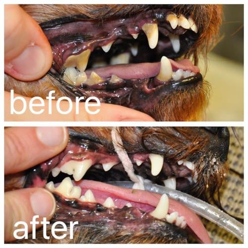 LOAH Dental Before & After