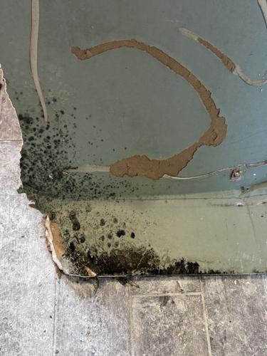 Mold Growing Behind Baseboards