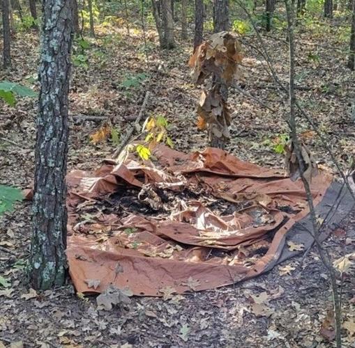 bear carcass.jpeg