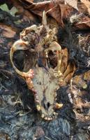 Bear Poacher? Conservation Department Asks Public For Help After Suspicious Carcass Found