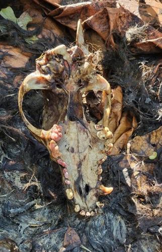 bear skull.jpeg