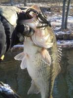 Reel Dill: Getting spring bass to bite