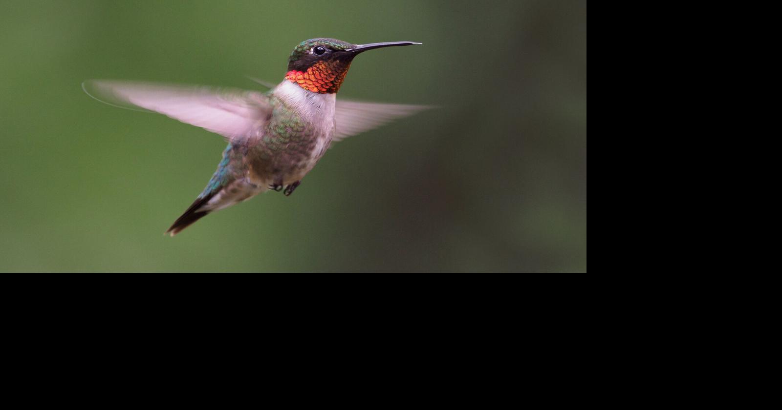 Prep Those Feeders! Hummingbirds Are Back In Missouri... And They're Hungry