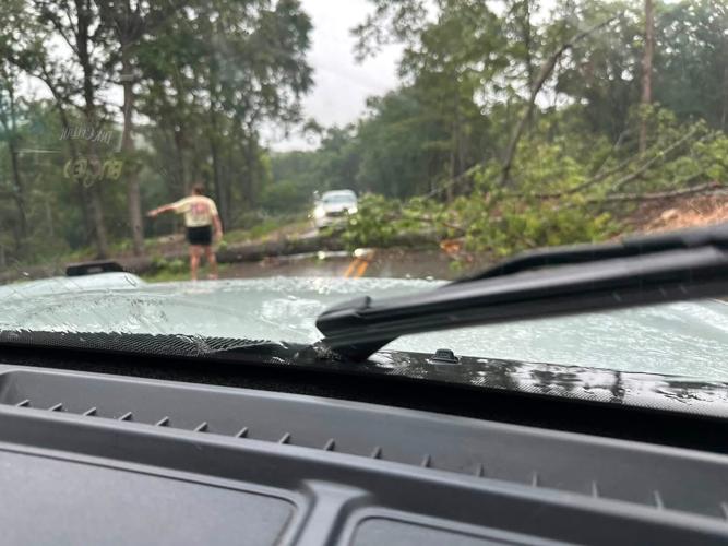 Downed Tree - 7-4-26 - Ashley Davis.jpg