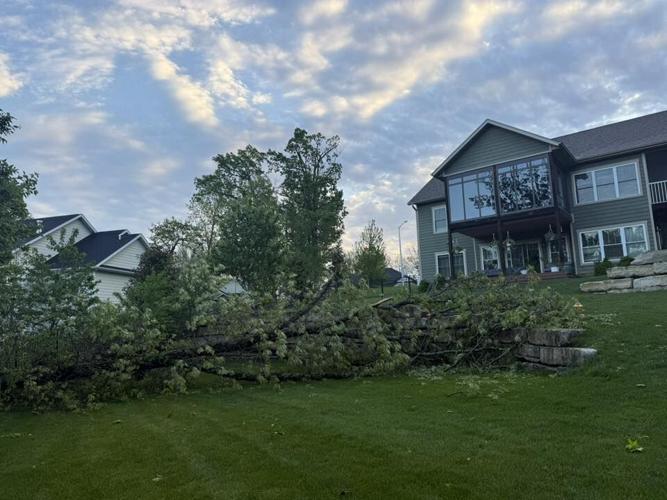 Downed Tree - Morgan Connell.jpg