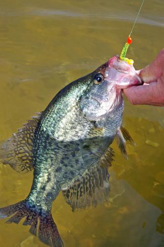 Dablemont: Catch crappie, watch birds, Lake of the Ozarks News