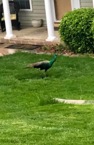 peacock1.jpg