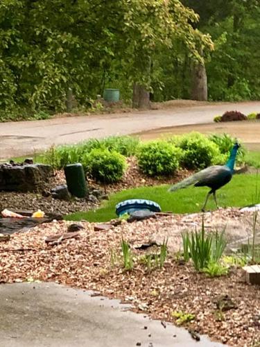 peacock2.jpg
