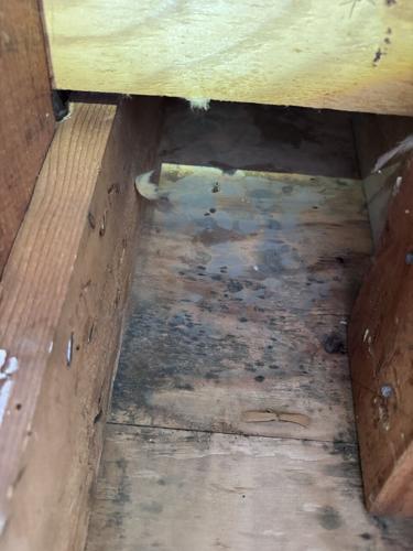 Mold Behind Drywall