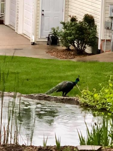 peacock3.jpg