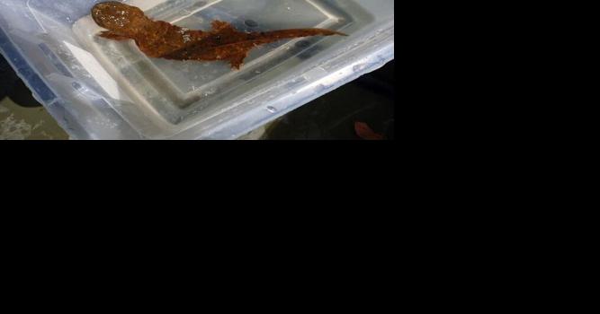 Another Zoo-Reared Hellbender Fathers A Clutch Of Eggs In The Wild - Vimarsana News