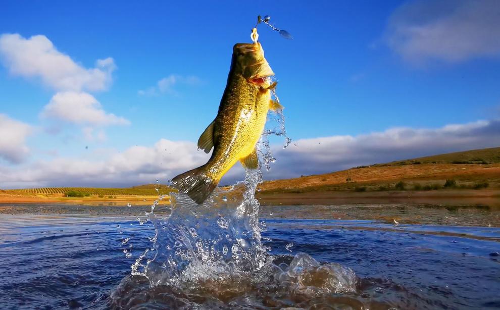 Big Bass Bash Bringing 3,000 Anglers To Lake Of The Ozarks, Hoping For