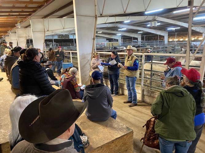 Auction for wild horse and burro event in Carthage