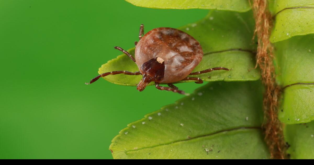 Tick Trouble! Tips To Control — And Avoid — These BloodSuckers At Lake