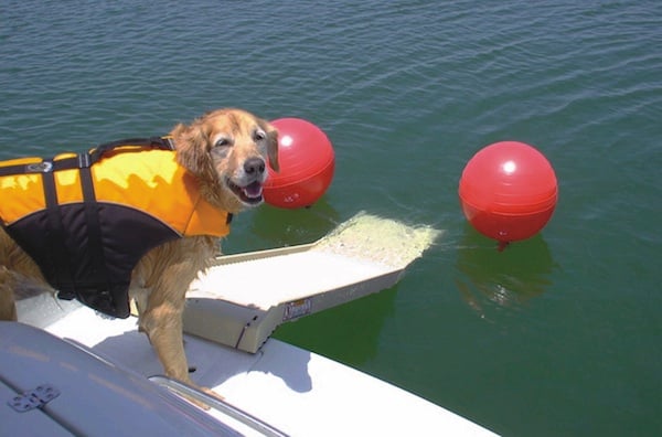 paws aboard doggy boat ladder and ramp