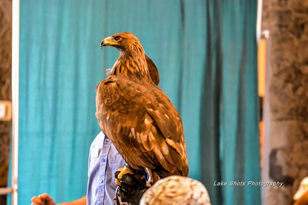 EagleDays2017 014.jpg