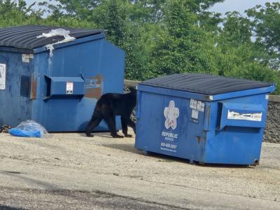 Black Bear Osage Beach dumpster