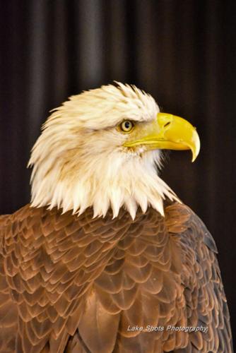 EagleDays2017 040.jpg