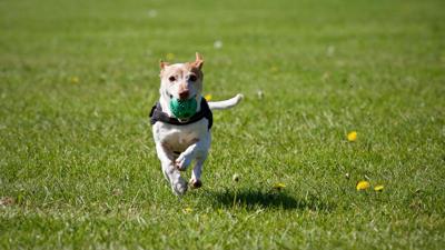 Dog Playing