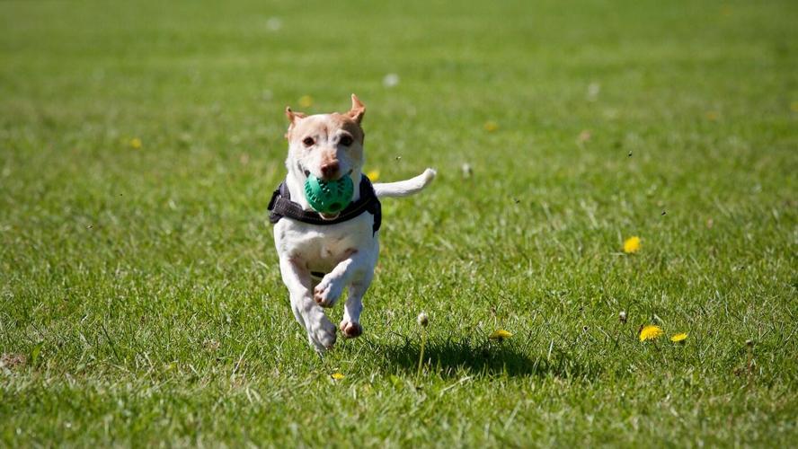 Dog Playing