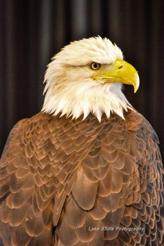 EagleDays2017 046.jpg