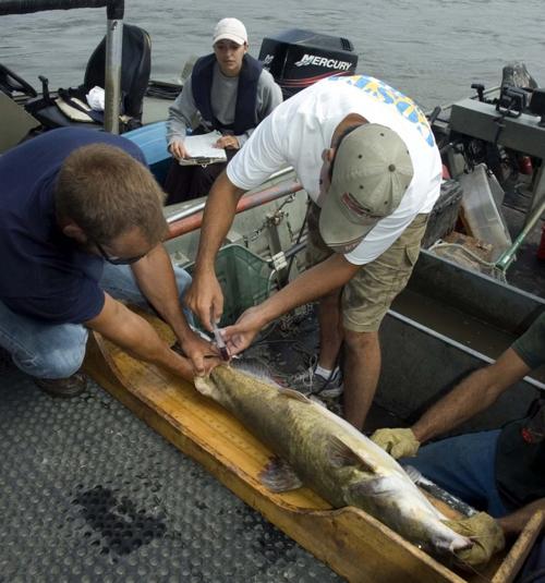Technology Unveiling Catfish Spawning Secrets Fishing Hunting News Lake Of The Ozarks Lakeexpo Com