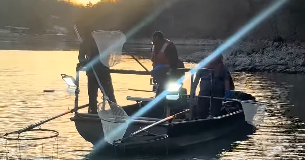 Why Is The Missouri Conservation Department Shocking Fish?