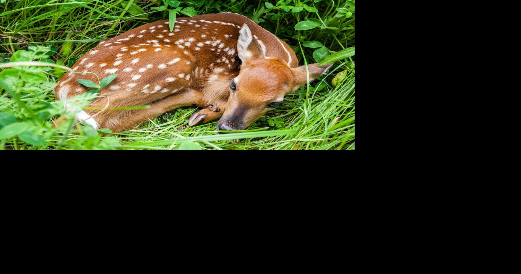 See Baby Wildlife? Leave Them Alone, MDC Says