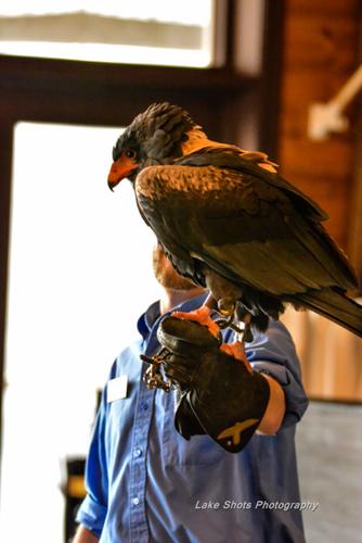 EagleDays2017 054.jpg