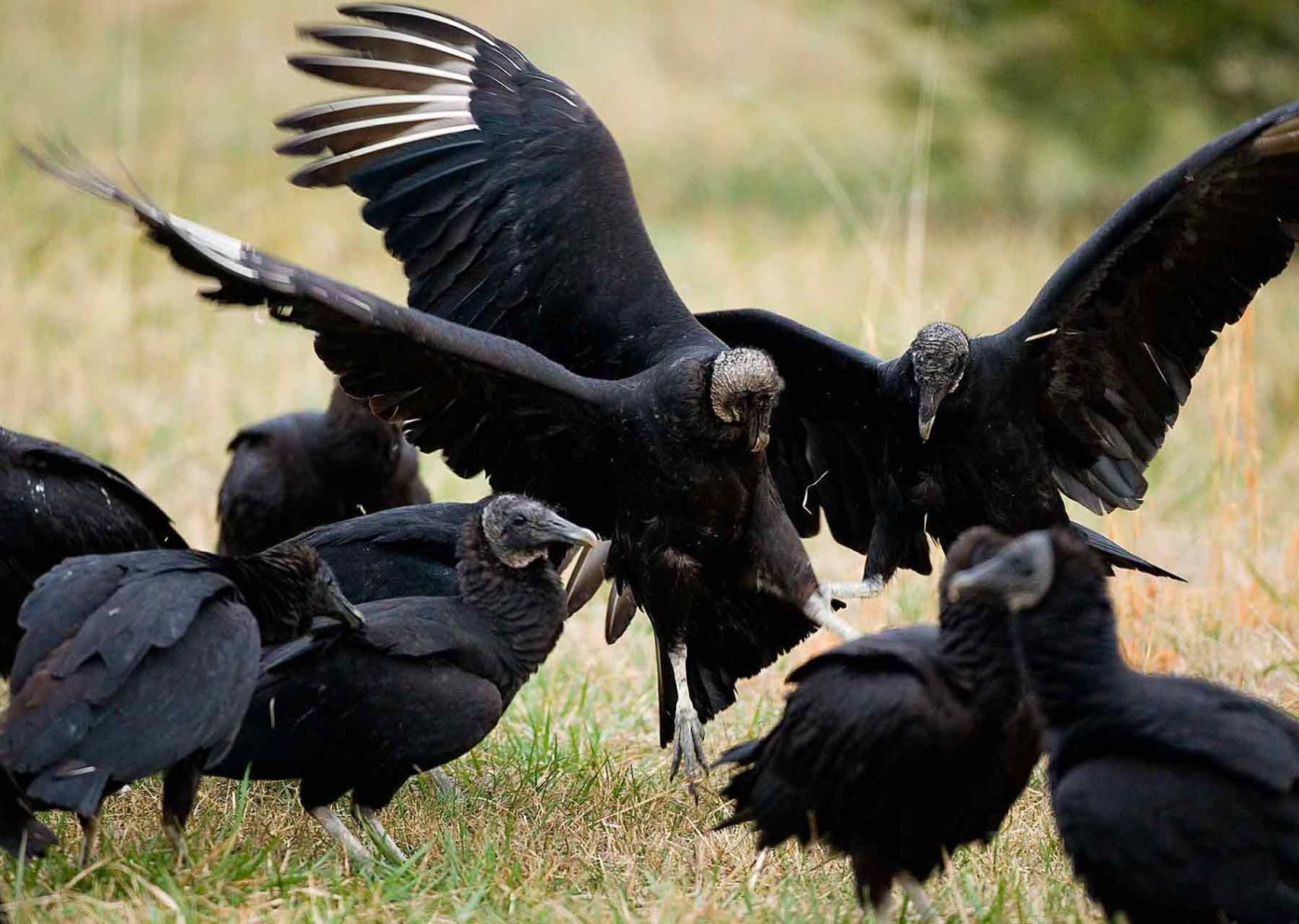 A New Species Of Vulture At The Lake Is Causing Problems At