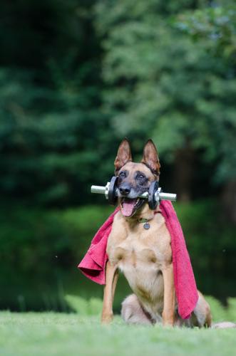 Belgian Shepherd Dog