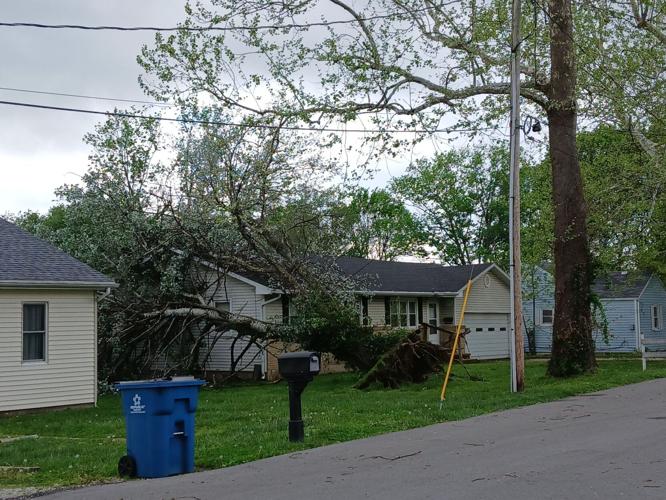 Downed Tree - Jennifer Phatress.jpg