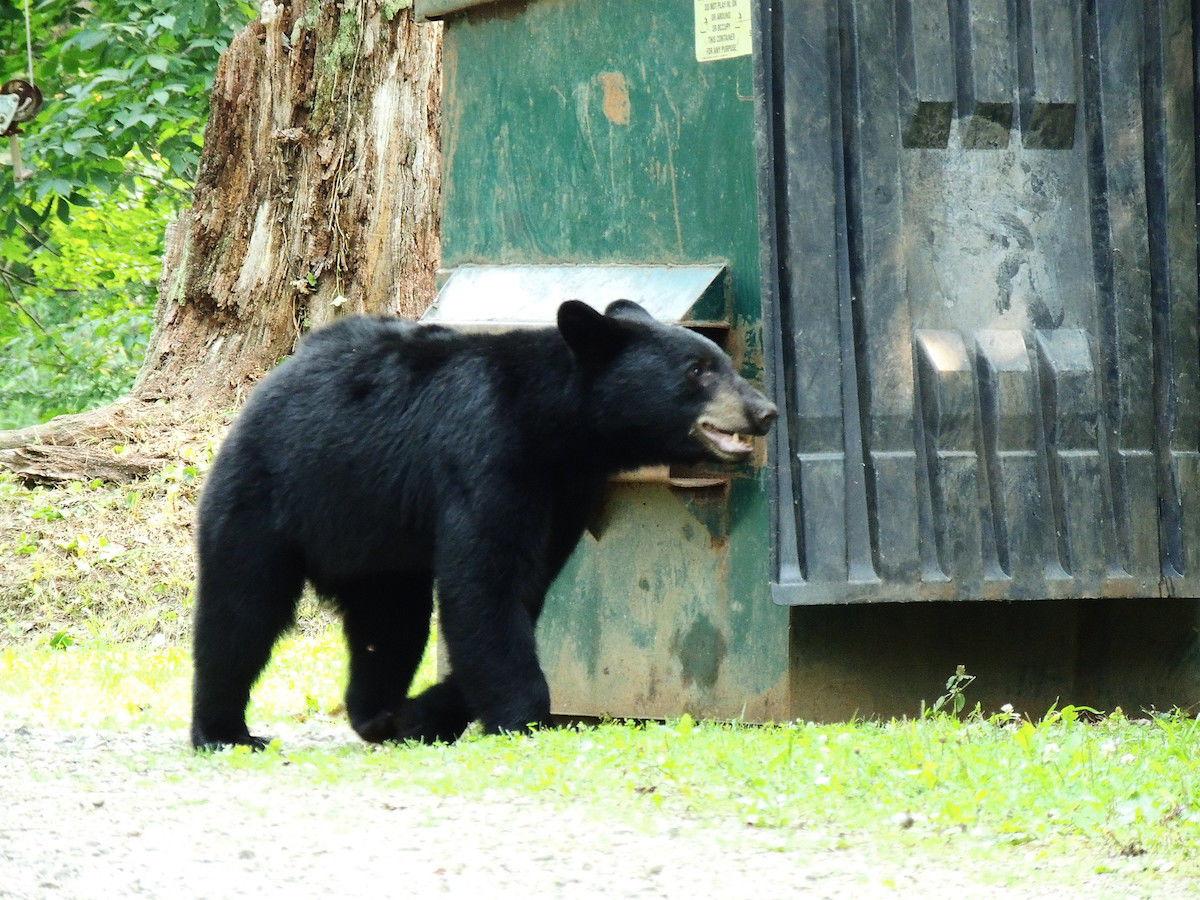 The Lake's Little Black Bear Gets Tased... By Conservationists Trying