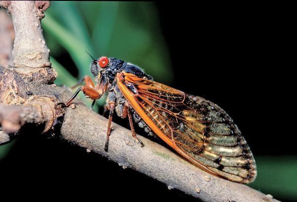 17- & 13-Year Cicadas Will Make For A Noisy Missouri Summer | Lake of ...