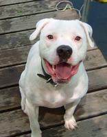 City to revisit 'Pitbull Ordinance'