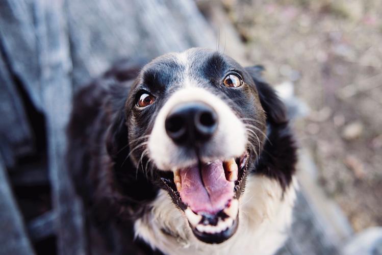 Dog Face Close-Up