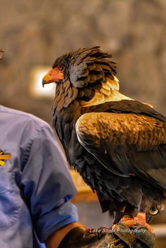 EagleDays2017 062.jpg