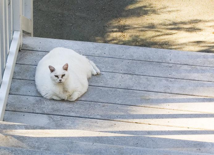 Fat Cat
