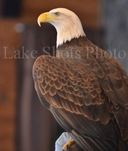 Eagle Days 115.jpg