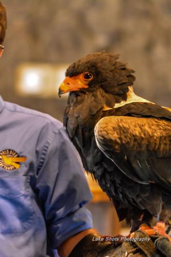 EagleDays2017 064.jpg