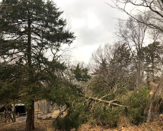 Tree Limb Broken By High Winds At The Lake