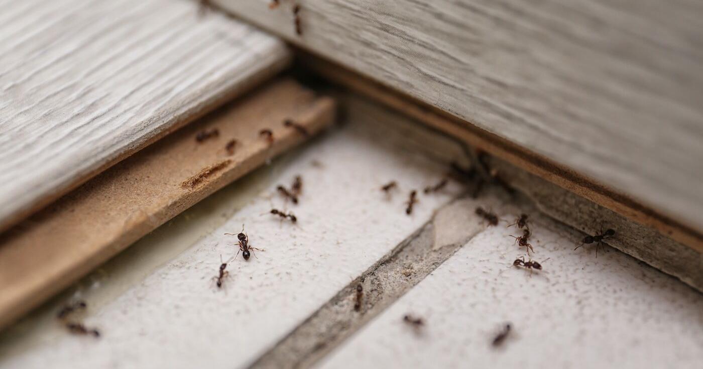 Could This Year Be Extra 'Buggy'? Here's What Pest Experts Say Could Be In Store For The Midwest - Vimarsana News