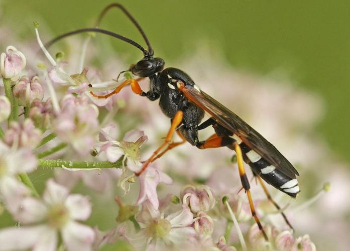 Ichneumon Wasp