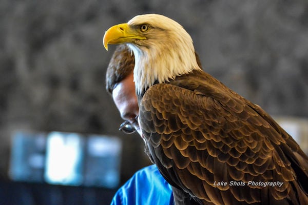 EagleDays2017 088.jpg