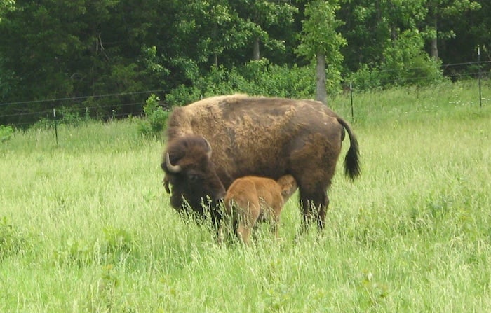 The Ozark Omnivore: Bison roaming Missouri prairies - LakeExpo.com ...