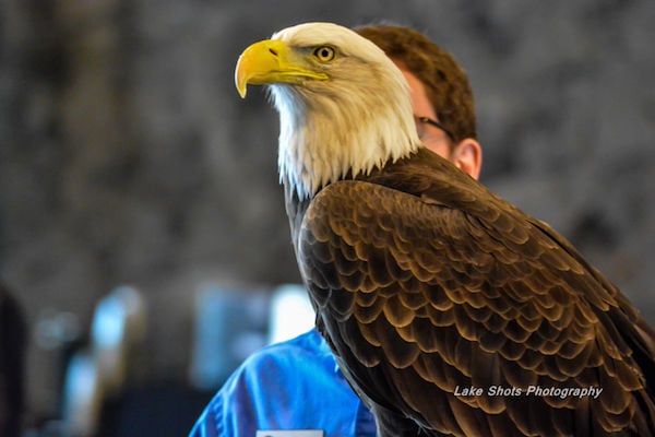 EagleDays2017 089.jpg