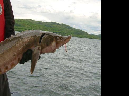 Lake Sturgeon Lake Of The Ozarks News Lakeexpo Com