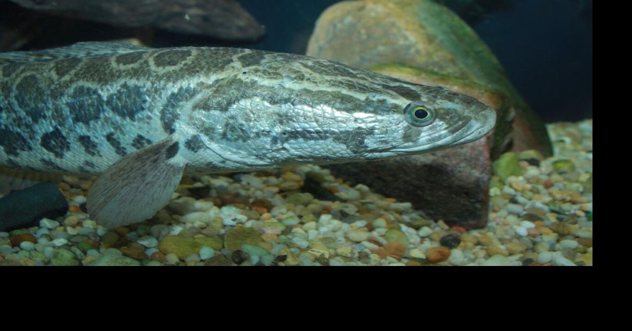 Immediately Chop Off This Fish's Head If You Find It In Missouri